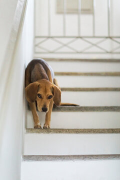 Dog sits in odd position on stone stairs