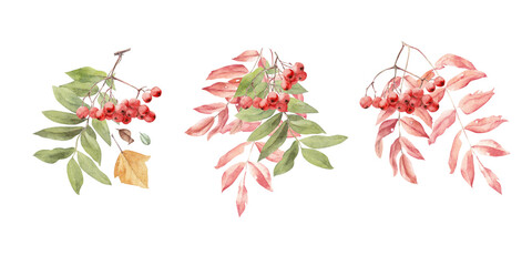 Hand painted watercolor compositions. Autumn leaves and berries of rowan. Can be used to decorate postcards, invitations, as a background for advertisements or flyers.