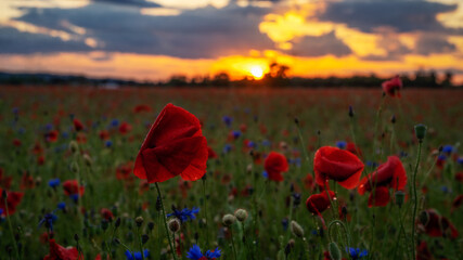 wet poppies - nasser Mohn