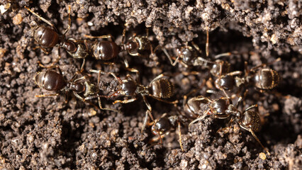 Ants crawl on the ground.