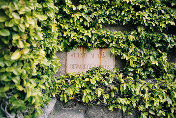 Rusted ""Attenti ai Cani"" / Beware of the Dogs"" warning sign on a stone wall surrounded by ivy