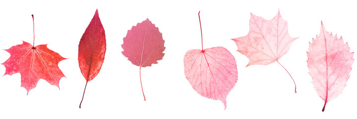 six red leaves isolated on white background. objects for design