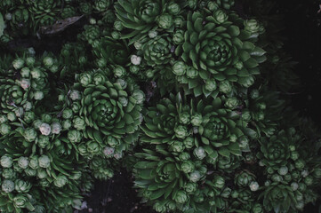 Naklejka na ściany i meble Beautiful succulents grow in the garden.
