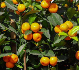 Ripe tangerines on the branches of a tree