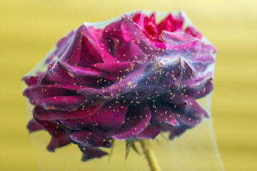 Spider mite on a raspberry rose.