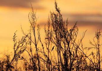 Dry grass in a field at sunset.