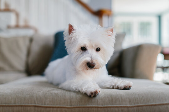 Cute small doing resting on a couch
