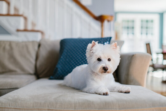 Cute small doing resting on a couch