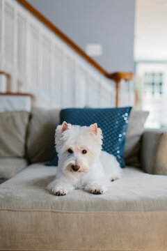 Cute small doing resting on a couch