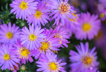 Purple flowers in the park.
