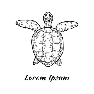 Vector illustration with cute hand drawn turtle. Marine animals collection. Outline sketch. May use as a coloring page