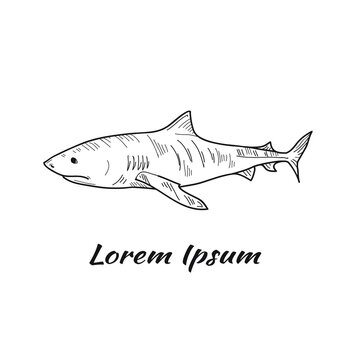 Vector illustration with cute hand drawn shark. Marine animals collection. Outline sketch. May use as a coloring page