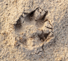 Close-up footprint of a dog on the ground