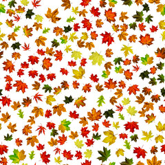 Maple leaf isolated. Autumn yellow red, orange leaf isolated on white. Colorful maple foliage. Season leaves fall on seamless pattern background.