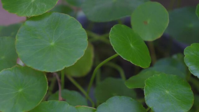 Gotu kola, Centella asiatica