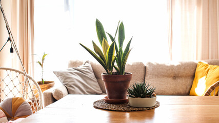 A variety of succulents and home plants on a wooden table. Concept of home plants, care of home succulents. Copy space.