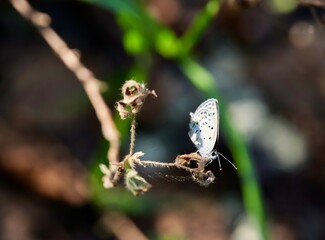 Fototapeta premium dragonfly on a tree