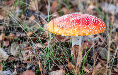 The red fly agaric mushroom grows in the forest.