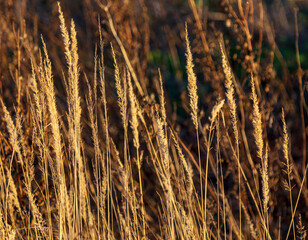 Fototapeta premium Dry grass in the park.