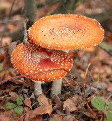 The red fly agaric mushroom grows in the forest.