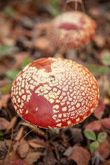 The red fly agaric mushroom grows in the forest.