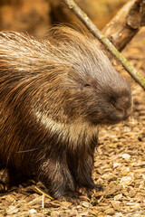 Cute Crested Porcupine, Hystrix cristata, happily sunbathing