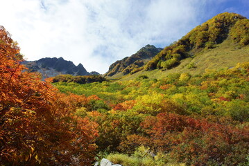 The beautifully colored leaves of Karasawa curl