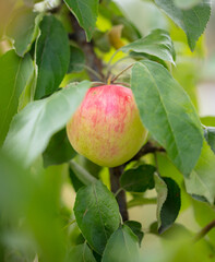 Ripe apples on the branches of a tree in summer.