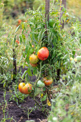 Ripe tomatoes on the plant in summer.