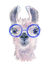 Cute hand drawn llama in bright glasses. Funny animal. Woolen Alpaca from Mexico. Travel.