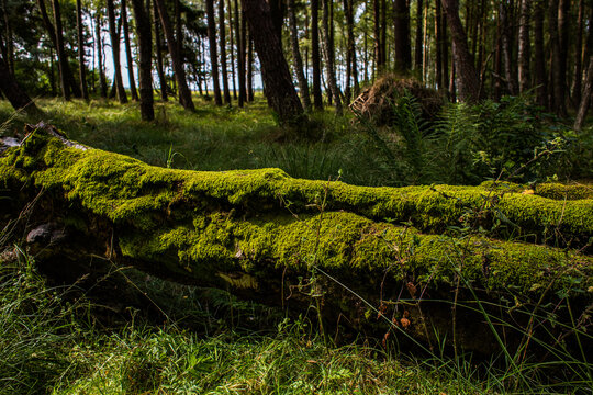 Słowiński Park Narodowy, Las, Forest