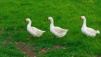 Three White Geese Walking In A Row On Background Green Grass Of Sicily Animal Farm
