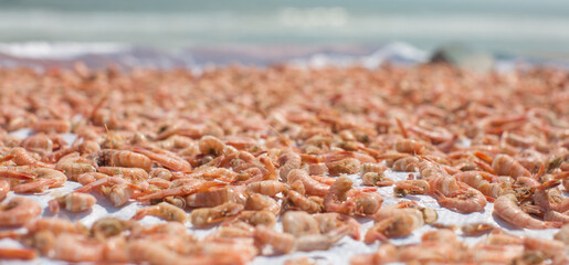 Shrimp drying outside under the sun near the ocean.