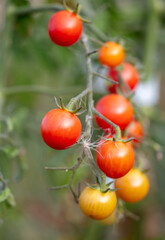 Ripe red tomatoes on the plant.