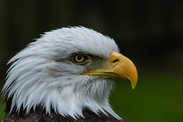 Selective focus portrait of magnificient Bald Eagle, Haliaeetus leucocephalus, copy space against green.