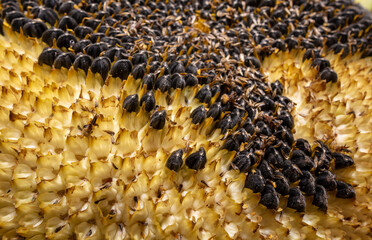 Black seeds in a sunflower as a background.