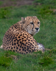 Magnificient Cheetah, Acinonyx jubatus, fastest land animal having well deserved rest