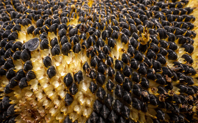 Black seeds in a sunflower as a background.