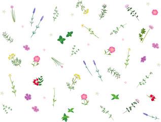 ハーブのボタニカルパターン