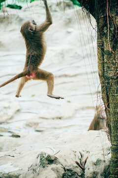 baboon jumping