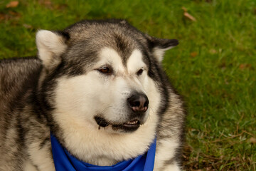 Male grey and white Husky sled dog looking towards right against grass background