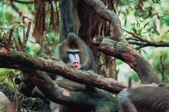 male mandrill