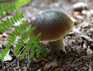 mushroom in the forest