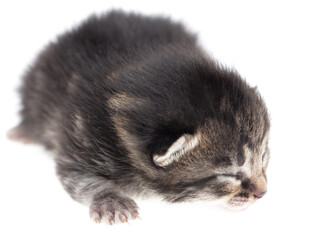 Newborn kitten isolated on a white background.