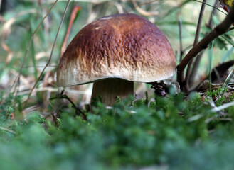 mushroom in the forest