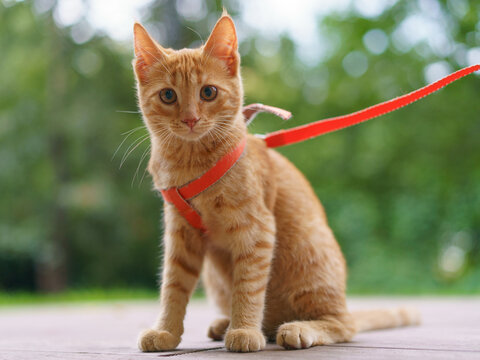 Portrait of the red kitten at the city street in summer day.  Frontal view. Defocused trees in the public park as background.
