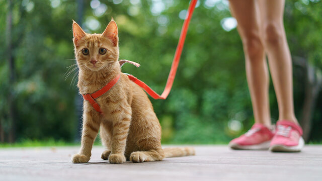 Portrait of the red kitten at the city street in summer day. Legs of a teenager girl-owner as background. Walking of a pet. - Powered by Adobe