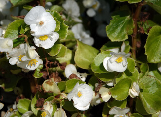 Begonia flowers in summer