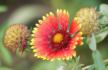 Gaillardia flowers