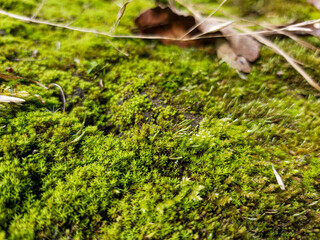 moss on tree